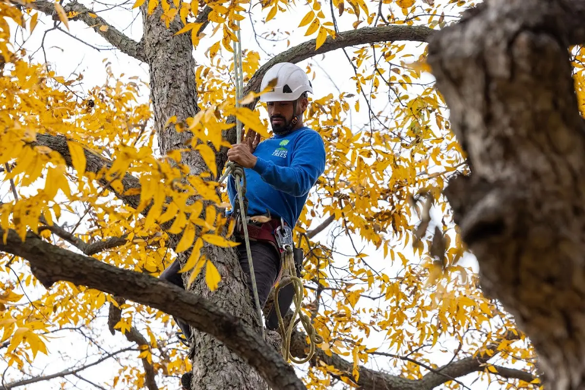 Skilled Tree Pruning crew working in Eleroy