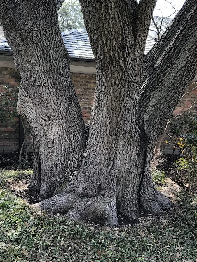 Mature heritage tree close to a Eleroy property cared for by certified arborists